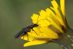 Oedemera atrata