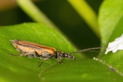 Oedemera femorata