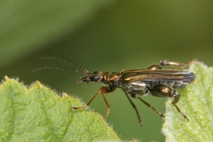Oedemera flavipes