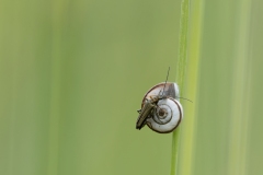 Oedemera flavipes