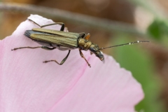 Oedemera flavipes