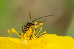 Oedemera flavipes