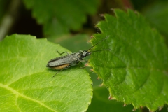 Oedemera lurida