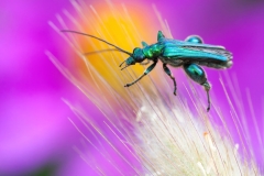 Oedemera nobilis