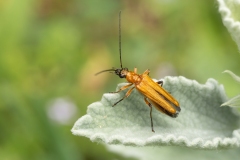 Oedemera podagrariae