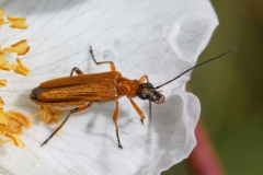 Oedemera podagrariae