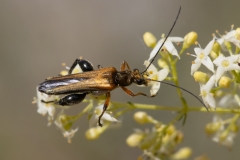 Oedemera podagrariae
