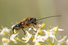 Oedemera podagrariae