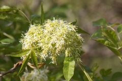 Fraxinus ornus
