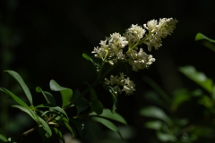 Ligustrum vulgare