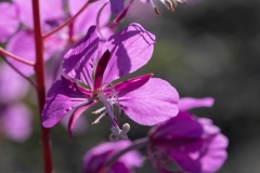 Chamaenerion angustifolium