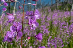 Chamaenerion angustifolium