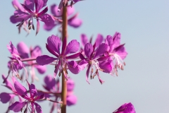 Chamaenerion angustifolium