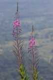 Chamaenerion angustifolium