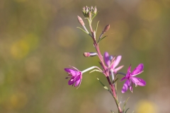 Chamaenerion dodonaei