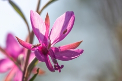 Chamaenerion dodonaei