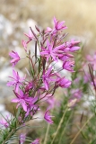 Chamaenerion dodonaei