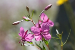 Chamaenerion fleischeri