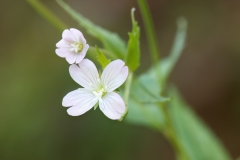 Epilobium alpestre