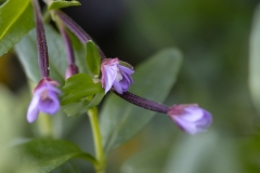 Epilobium anagallidifolium