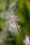 Epilobium hirsutum