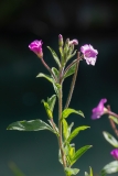 Epilobium hirsutum
