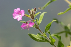 Epilobium hirsutum