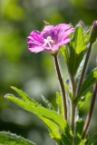 Epilobium hirsutum