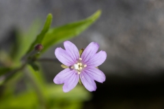 Epilobium palustre