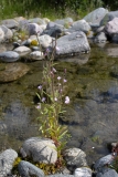 Epilobium palustre