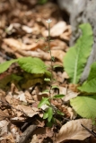Epilobium parviflorum
