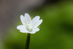 Epilobium parviflorum