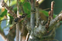 Dasylobus graniferus