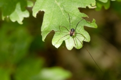 Dasylobus sp