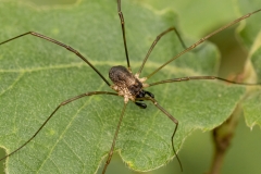 Dasylobus sp