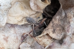 Lacinius horridus