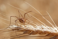 Metaphalangium cirtanum