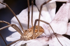 Metaphalangium cirtanum