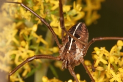 Metaphalangium cirtanum