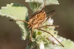 Metaphalangium cirtanum