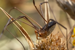 Metaphalangium cirtanum