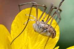 Metaphalangium cirtanum