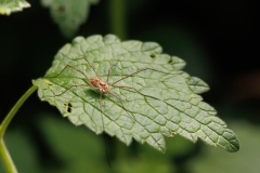 Metaphalangium cirtanum