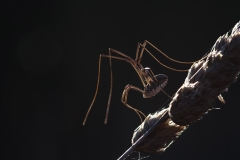 Metaphalangium cirtanum