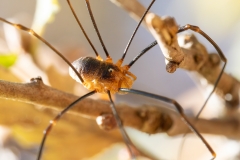 Opilio canestrinii