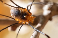 Opilio canestrinii