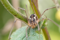 Phalangium opilio