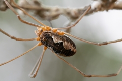 Phalangium opilio