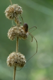 Phalangium opilio