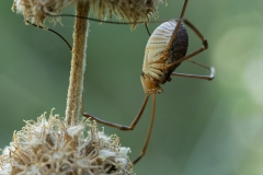Phalangium opilio